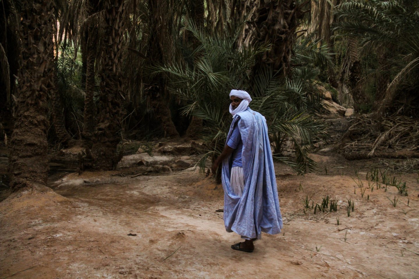 Terjit-Oasis-Atar-Mauritania-Adrar-Palm-Grove