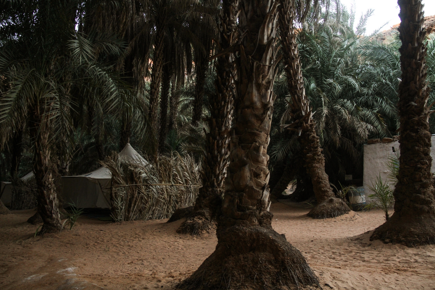Terjit-Oasis-Atar-Mauritania-Adrar-Camp Terjit-Oasis-Atar-Mauritania-Adrar-Camp