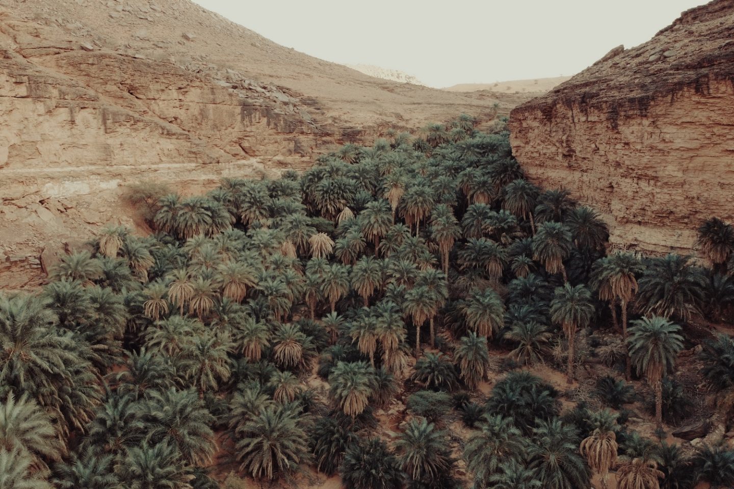Terjit-Oasis-Atar-Mauritania-Adrar-Palm-Grove